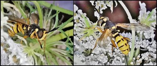 Leopoldius diadematus